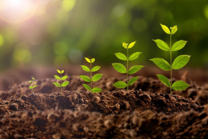 Plant Growth Regulators